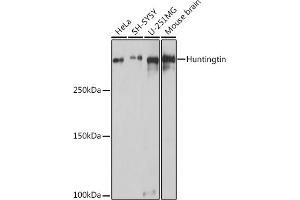 Western blot analysis of extracts of various cell lines, using Huntingtin antibody (ABIN7267794) at 1:1000 dilution.