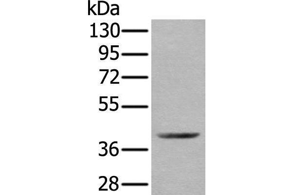 WDFY2 antibody