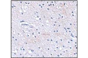 Immunohistochemical staining of human brain tissue using AP30768PU-N at 2. (FBXL20 anticorps  (C-Term))