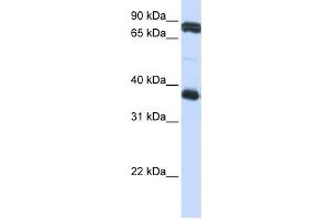 Western Blotting (WB) image for anti-Glycoprotein VI (Platelet) (GP6) antibody (ABIN2459082) (GP6 anticorps)