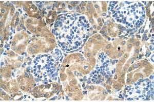 Human kidney (TM9SF1 anticorps  (N-Term))