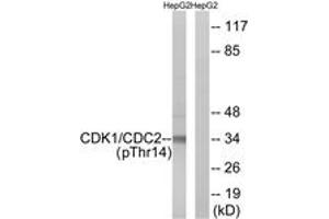 Western blot analysis of extracts from HepG2 cells treated with Forskolin 40nM 30', using CDK1/CDC2 (Phospho-Thr14) Antibody. (CDK1 anticorps  (pThr14))