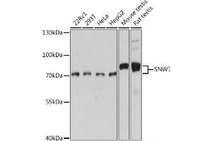 Western blot analysis of extracts of various cell lines using SNW1 Polyclonal Antibody at dilution of 1:1000.