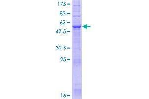 Image no. 1 for JNK1/MAPK8-Associated Membrane Protein (JKAMP) (AA 1-311) protein (GST tag) (ABIN1347139)