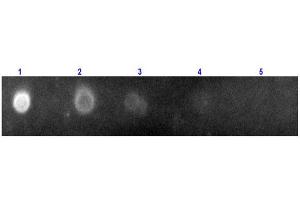 Dot Blot (DB) image for Donkey anti-Rabbit IgG (Heavy & Light Chain) antibody (TRITC) - Preadsorbed (ABIN965374)