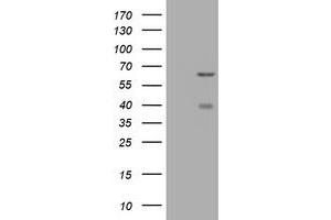 Image no. 2 for anti-CNKSR Family Member 3 (CNKSR3) antibody (ABIN1497550) (CNKSR3 anticorps)