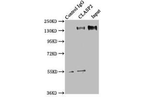 Immunoprecipitating CLASP2 in HEK293 whole cell lysate Lane 1: Rabbit control IgG instead of ABIN7147936 in HEK293 whole cell lysate. (CLASP2 anticorps  (AA 226-381))