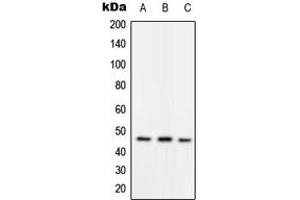 Western blot analysis of RAD52 (pY104) expression in HepG2 (A), mouse spleen (B), rat spleen (C) whole cell lysates.