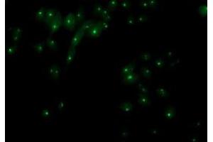 Anti-XPNPEP3 mouse monoclonal antibody (ABIN2454866) immunofluorescent staining of COS7 cells transiently transfected by pCMV6-ENTRY XPNPEP3 (RC200888). (XPNPEP3 anticorps)