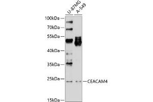 Western blot analysis of extracts of various cell lines, using CE antibody (ABIN6130864, ABIN6138372, ABIN6138373 and ABIN6214170) at 1:1000 dilution. (CEACAM4 anticorps  (AA 36-155))