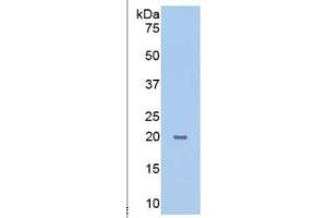 WB of Protein Standard: different control antibodies  against Highly purified E. (PPIB Kit ELISA)