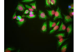 HeLa cells grown in tissue culture and stained with HMG1 / HMGB1 antibody (red), chicken polyclonal antibody to Vimentin (green) and DNA (blue). (HMGB1 anticorps)