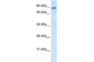 WB Suggested Anti-TCF4 Antibody Titration:  0. (TCF4 anticorps  (N-Term))