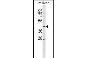 Western blot analysis in mouse liver tissue lysates (35ug/lane). (MEK2 anticorps  (N-Term))