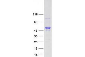 Validation with Western Blot