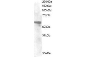 Image no. 2 for anti-Annexin A11 (ANXA11) (N-Term) antibody (ABIN374162) (Annexin A11 anticorps  (N-Term))