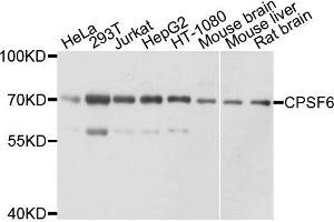 Western blot analysis of extracts of various cell lines, using CPSF6 antibody. (CPSF6 anticorps)