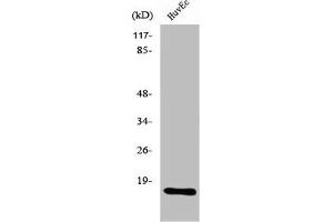 Western Blot analysis of MCF7 cells using Ribosomal Protein L26L Polyclonal Antibody (RPL26L1 anticorps  (C-Term))