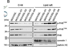 Metastatic ovarian cancer cells enhance c-Kit, Notch3, and membrane raft-associated PHB and contribute to CSC enrichment.