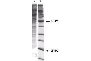 Coommassie stained SDS-PAGE of 20 µl of Human Derived 293 Whole Cell Lysate (Ready-to-Use) separated in a 4-20% gradient gel under non-reducing conditions (lane 1). (HEK293 Whole Cell Lysate)