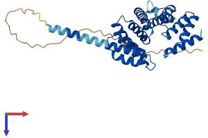 AlphaFold protein structure predicition of Mouse Recombinant Rmdn1 Protein, UniprotID Q9DCV4