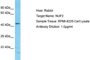 Host: Rabbit Target Name: NUF2 Sample Type: RPMI-8226 Whole Cell lysates Antibody Dilution: 1. (NUF2 anticorps  (N-Term))
