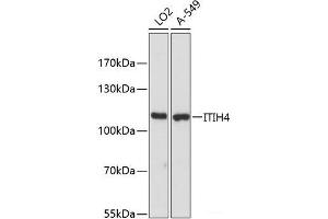 Western blot analysis of extracts of various cell lines using ITIH4 Polyclonal Antibody at dilution of 1:3000.