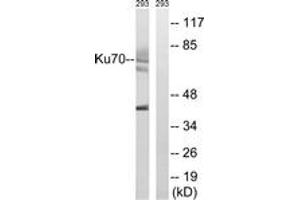 Western blot analysis of extracts from 293 cells, using Ku70 (Ab-5) Antibody. (XRCC6 anticorps  (AA 1-50))