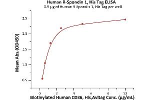 Immobilized Human R-Spondin 1, His Tag (ABIN2181684,ABIN2181683) at 5 μg/mL (100 μL/well) can bind Biotinylated Human CD36, His,Avitag (ABIN6972985) with a linear range of 0.