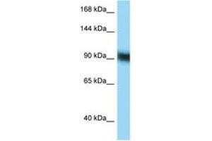 Image no. 1 for anti-Zinc Finger Protein 62 (ZFP62) (C-Term) antibody (ABIN6748105) (Zinc Finger Protein 62 (ZFP62) (C-Term) anticorps)
