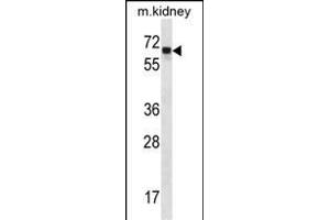 ANGPT2 Antibody (C-term) (ABIN654062 and ABIN2843960) western blot analysis in mouse kidney tissue lysates (35 μg/lane). (Angiopoietin 2 anticorps  (C-Term))