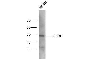 Mouse spleen lysate probed with Anti-CD3E Polyclonal Antibody, Unconjugated  at 1:5000 for 90 min at 37˚C. (CD3 epsilon anticorps  (AA 23-120))