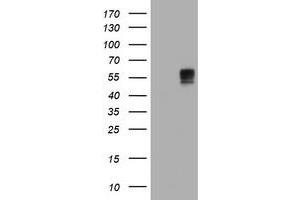 Image no. 14 for anti-B and T Lymphocyte Associated (BTLA) antibody (ABIN1496983) (BTLA anticorps)