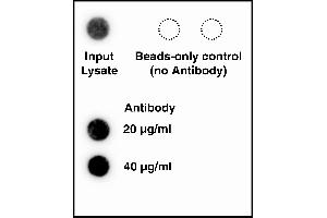 anti-hTERT antibody