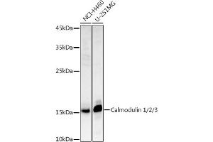 Western blot analysis of extracts of various cell lines, using Calmodulin 1/2/3 antibody (ABIN3021661, ABIN3021662, ABIN3021663, ABIN1512661 and ABIN6215489) at 1:1000 dilution.