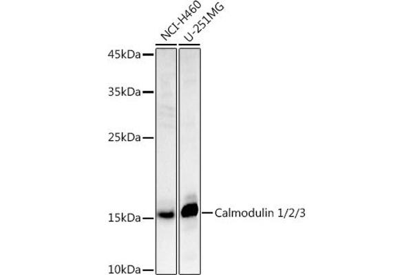 Calmodulin 1 Antikörper  (AA 1-149)