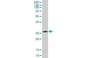 PRDX4 MaxPab polyclonal antibody. (Peroxiredoxin 4 anticorps  (AA 1-271))
