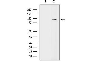 Western blot analysis of lysates from Hela cells, using VAV1 Antibody.