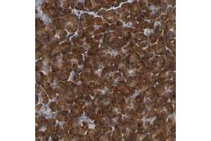 Immunohistochemical staining of human pancreas with PLEKHA2 polyclonal antibody  shows strong cytoplasmic positivity in exocrine glandular cells. (PLEKHA2 anticorps)