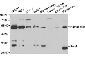 Western blot analysis of extracts of various cell lines, using ING4 antibody (ABIN5973446) at 1/1000 dilution. (ING4 anticorps)