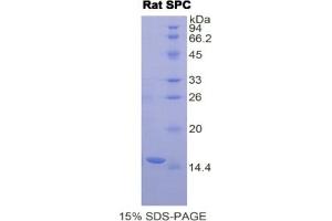 SDS-PAGE of Protein Standard from the Kit (Highly purified E.