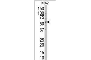 Western blot analysis of anti-POLG2 Antibody (Center) (ABIN6243952 and ABIN6578922) in K562 cell line lysates (35 μg/lane).