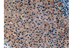 IHC-P analysis of Human Liver Tissue, with DAB staining. (Ataxin 1 anticorps  (AA 569-807))