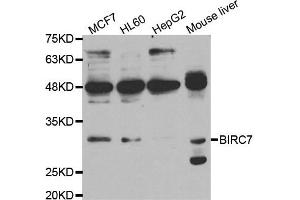 Western blot analysis of extracts of various cell lines, using BIRC7 antibody. (BIRC7 anticorps)
