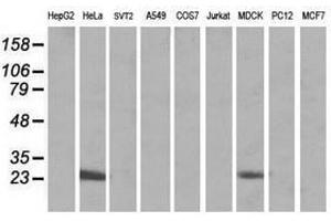Image no. 5 for anti-Mitochondrial Ribosomal Protein S34 (MRPS34) antibody (ABIN1499566) (MRPS34 anticorps)