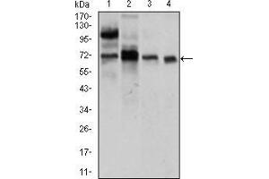 Western blot analysis using CLGN mouse mAb against LNCaP (1), HepG2 (2), PC-3 (3), and Raji (4) cell lysate. (Calmegin anticorps  (AA 249-405))
