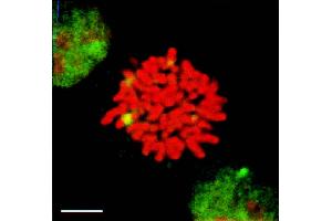 HSF1 granules present in heat-shocked mitotic cells (green) detected by IF in mitotic heat shocked HeLa cells. (HSF1 anticorps  (AA 378-395) (APC))