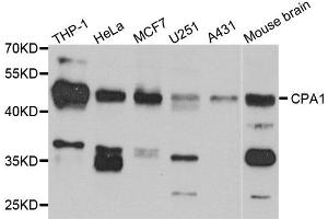 Western blot analysis of extracts of various cell lines, using CPA1 antibody. (CPA1 anticorps)