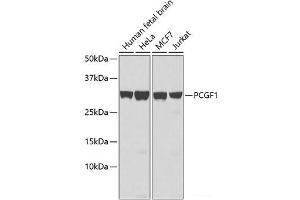 Western blot analysis of extracts of various cell lines using PCGF1 Polyclonal Antibody.