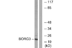 Western blot analysis of extracts from Jurkat cells, using BORG3 antibody. (CDC42EP5 anticorps)